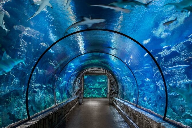 Tunnel im Wasser mit Meerestieren