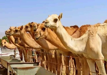 MarchÃ© aux chameaux de Darau