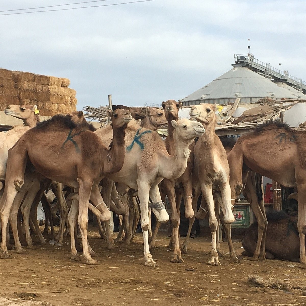 Darau Camel Market